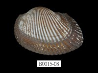 藏品(大毛蚶)的圖片